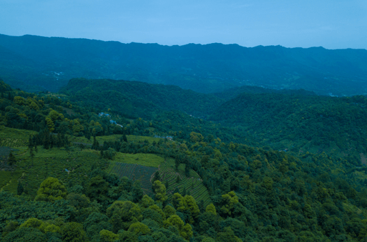 The high-mountain tea plantation where IoT sensors are deployed